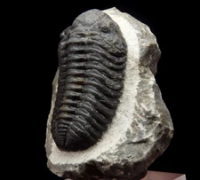 Devonian TRILOBITE Morocops granulops --- Morocco -- ANTI-ATLAS Tafilalt /pe051