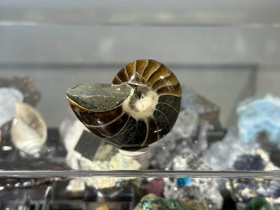 Polished Nautilus Ammonite Fossil Jurassic Madagascar 41g 100 Million Years Old - Image 3 of 4