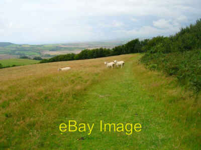 Photo 6x4 Young Rams, Stenbury Down Nettlecombe/SZ5278 These three beat  c2007