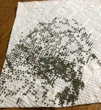 50 fertilized Silkworm eggs, with silkworm feeding guide