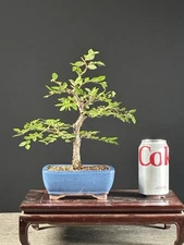 Cork Bark Chinese Elm Bonsai