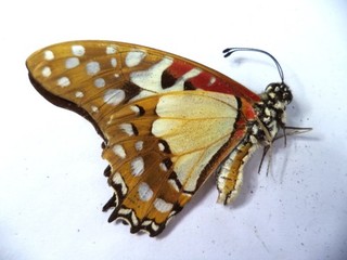 UNMOUNTED BUTTERFLY GRAPHIUM ANGOLANUS 1 PC.