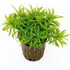 Pogostemon Helferi