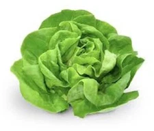 2000+  Butterhead / Buttercrunch Lettuce Seeds - 2025  season- Organic NON - GMO