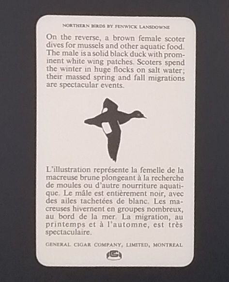 General Cigar Company Trading Card - No. 23 White-Winged Scoter - Card 2
