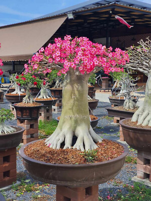 ADENIUM ARABICUM - 5 SAMEN  Wüstenrose  frische Samen 