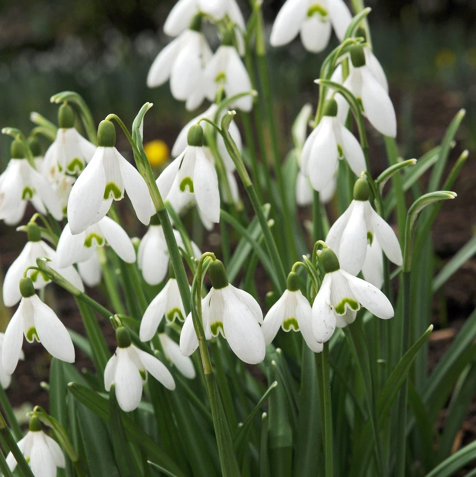 Gota de nieve común fácil de cultivar Galanthus Nivalis 10 bulbos de plantas, principios de primavera Foto 3 de 4