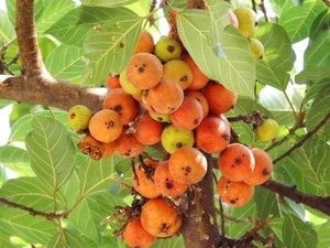 300 Ficus Racemosa Tree Seeds Cluster Fig Tree Seeds Indian Fig