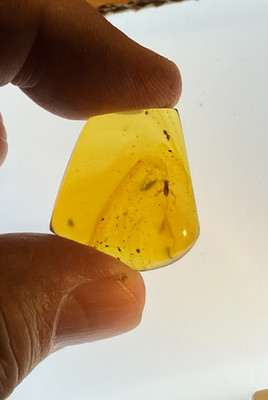 A101 BU3789 Cricket psocoptera in nice authentic Burmese Amber Burmite 99mya