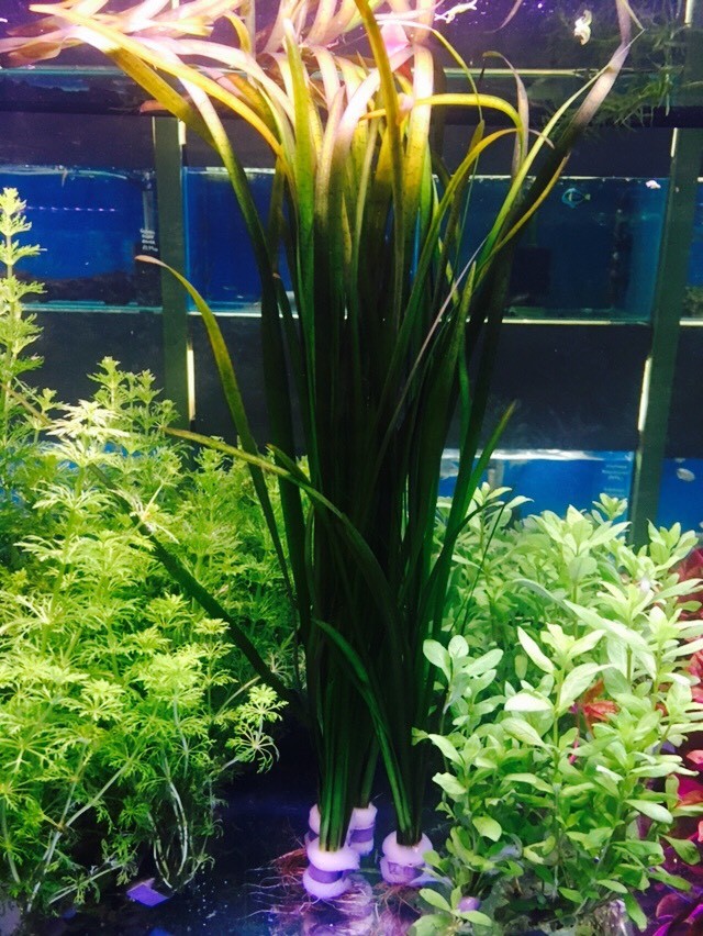 cold water aquarium plants