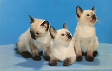 Postcard Animals Three Siamese Kittens Cats