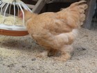 12+6 LARGE BREED LEMON BARRED FRESH AND FERTILE HATCHING EGGS. ( RARE COLOR) — photo 2
