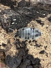 10 Dairy Cow Isopods  LAG  Bioactive Cleanup Crew  Isopods For Sale