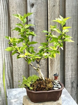 bonsai sprüche Asian-Inspired Poster Wall Art with Bonsai & Haiku – NanoFiction Art main image 1