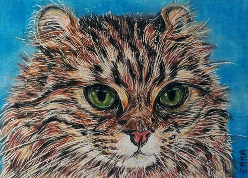 EMMA ACEO ORIGINAL AMERICAN CURL Katzenrasse Haustiere Kätzchen Katze Tiere NATUR Karte