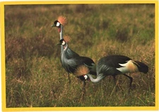 Nairobi Kenya African Birds Crested Cranes Two Birds Postcard