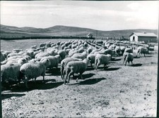 1975 Coyotes Sheep Industry Marjorie Jones Hills Landscape Derosa 8X10 Photo
