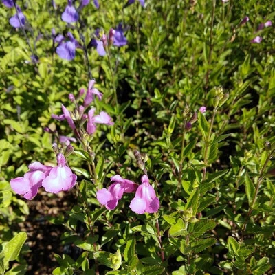 MESARBUSTES.COM Salvia microphylla 'Trenance' - Sauge violine arbustive