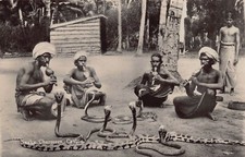 RPPC Ceylon Sri Lanka King Cobra Snake Charmers Dance Flute Photo Postcard D9