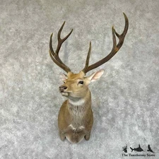 #31347 WC | Manchurian Sika Deer Taxidermy Shoulder Mount For Sale