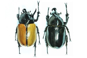 butterflybugs | eBay Stores