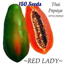 Semillas tropicales de fruta de papaya dama roja planta de árbol dulce enano cultivo orgánico tailandés