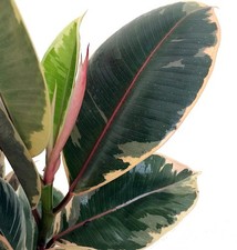 2 Plant Tineke Rubber Tree Plant - Ficus - New