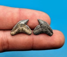 Incredible Pair Of Tiger Shark Teeth From Central Florida