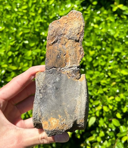 ASSOCIATED Fossil Tylosaurus Mosasaur Vertebrae Set Texas Ozan Fm Dinosaur Bones - Picture 13 of 18