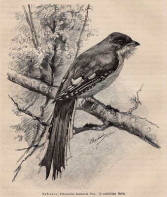 CUBAN TODY - Todororo, Prionotelus Temnurus Antique Bird 1900 Wood Engraving