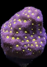 Live Coral Psammacora Outer Space