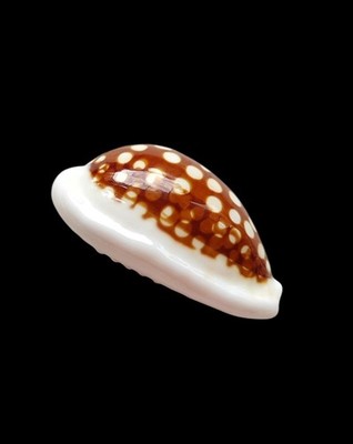 SHELL SHELL CYPRAEA CRIBRARULA comma Setepausensis mm.24.2 MOZAMBIQUE