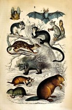 Stampa scientifica vintage animali pipistrelli, scoiattoli, ghiro, poster quadro arte da parete