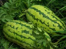 Georgia Rattlesnake Watermelon Seeds, NON-GMO, Gypsy Watermelon, FREE SHIPPING