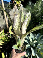 Bromeliad Sale! Billbergia Vinzant's 'Alaka'i'