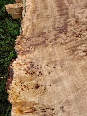 1x Maserpappel Bohle Brett Holz Tischplatte 230x135x5,2 cm Poplar burl Knolle