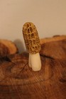 Carved Yellow Morel Mushroom from a Shed Whitetail Moose  Antler Point — photo 4