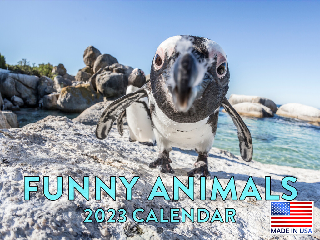 funny-animal-photos-2023-wall-calendar-gag-gift-monthly-large-planner-ebay