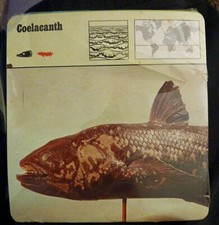 Animal Flash Cards 1976 