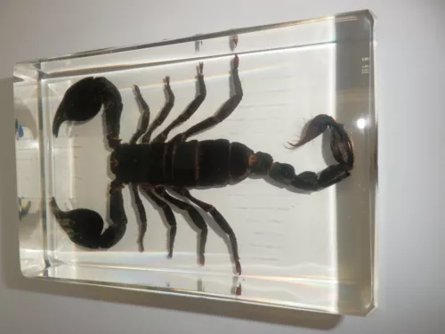 4.7" Black Scorpion Asian Forest Scorpion Clear Block Education Insect Specimen - Picture 5 of 10
