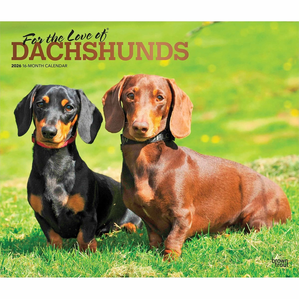 For The Love Of Dachshunds Deluxe Calendar 2026, Deluxe Calendars, Gift
