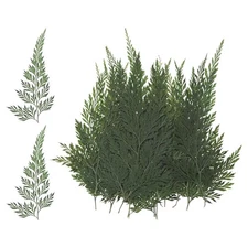 24-Pack Pressed Dried Flowers Leaves, Real Natural Ferns Dried Leaves Plant 24