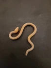 VINTAGE KENNER STAR WARS ESB 1980 YODA BROWN SNAKE 100% ORIGINAL ACCESSORY RARE