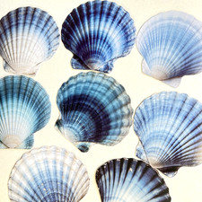 Blue Scallop Seashell Cardstock Stickers Ocean Beach Junk Journals Collage
