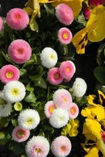 ♫ PAQUERETTE 'Pomponette Doux Coloris' ♫ Graines ♫ Plante Ornement de Rocaille ♫