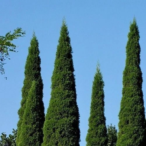 Cupressus sempervirens, Italian Mediterranean cypress - 100 to 1000 - Image 4 of 4
