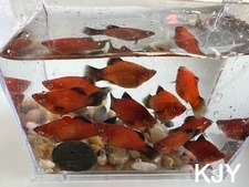 Mixed Red Wag Platy (3 PK UNSEXED)