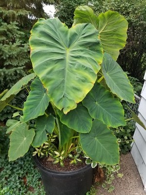 blue ice philodendron Philodendron Emerald Ice – Rare Tropical Plants Canada main image 0