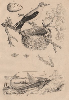 Kiefer Sägefliege. Loricaria Wels. Eurasischer Goldener Oriole. Nest. Ei 1834 Druck