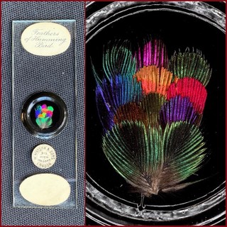 Norman Antique Microscope Slide of Hummingbird Feathers